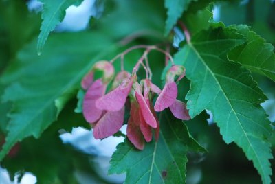 Acer ginnala - javor amurský - listy a plody (56)